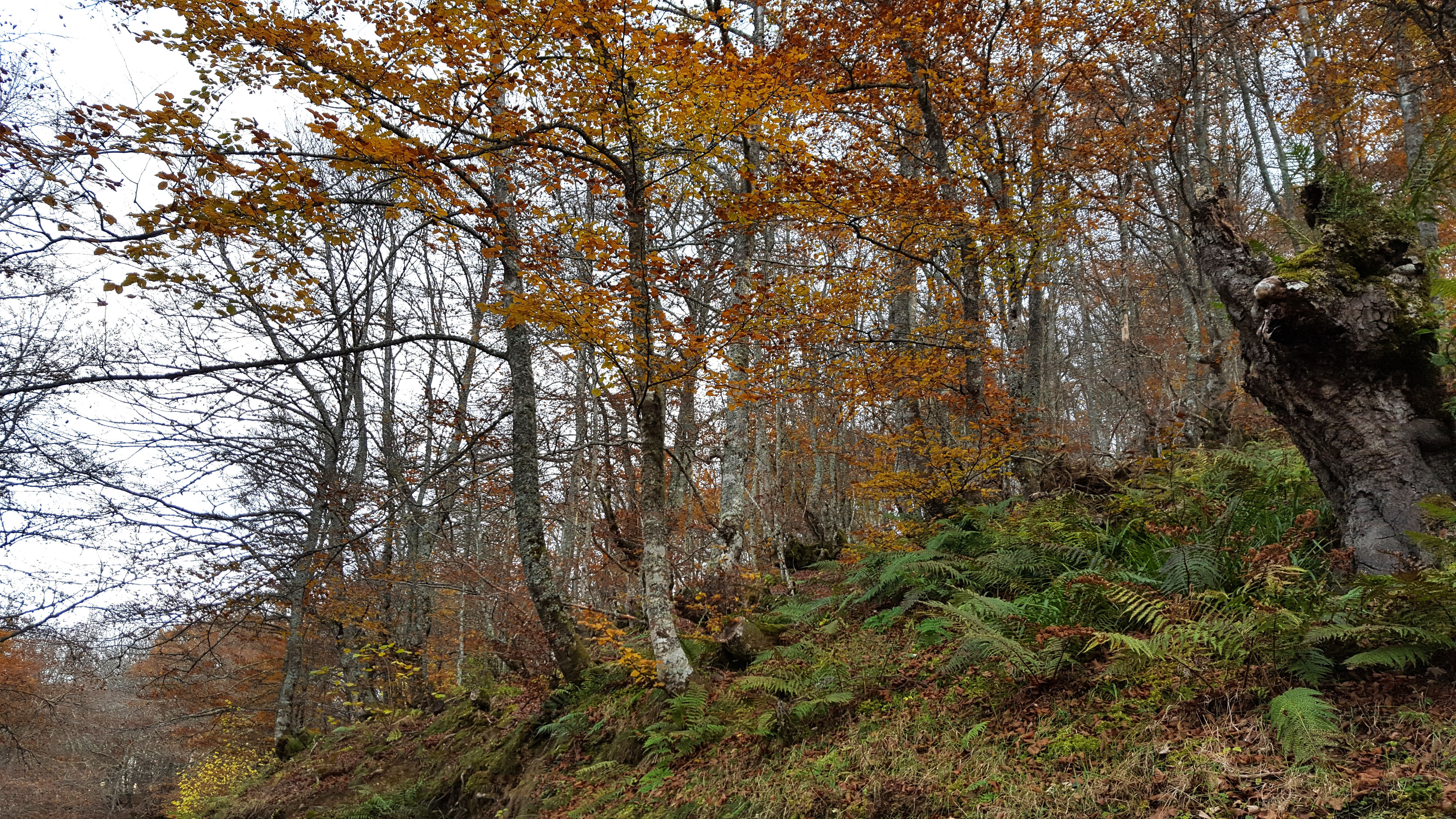 Imágenes de otoño